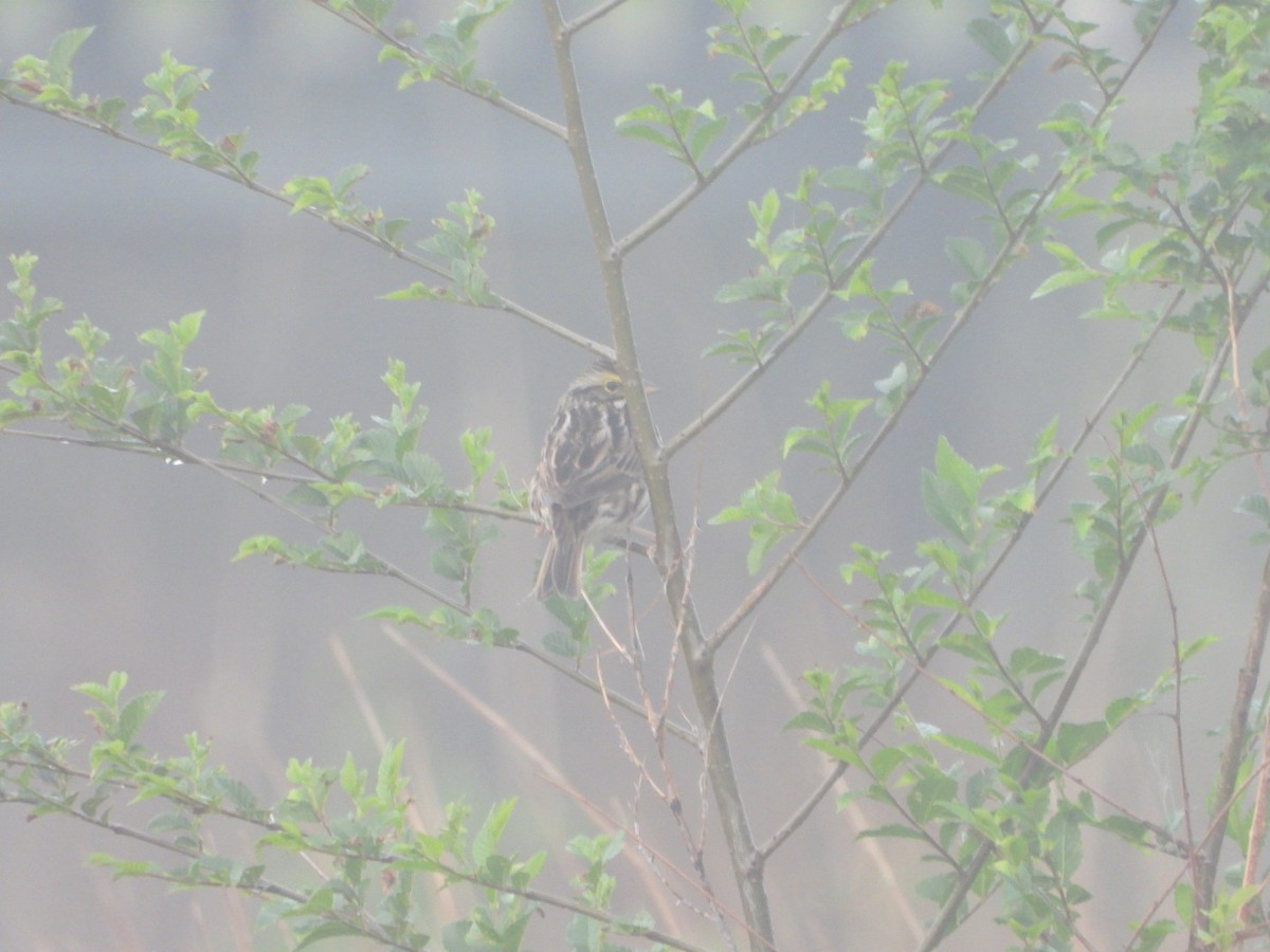 Savannah Sparrow - Patrick Heeney