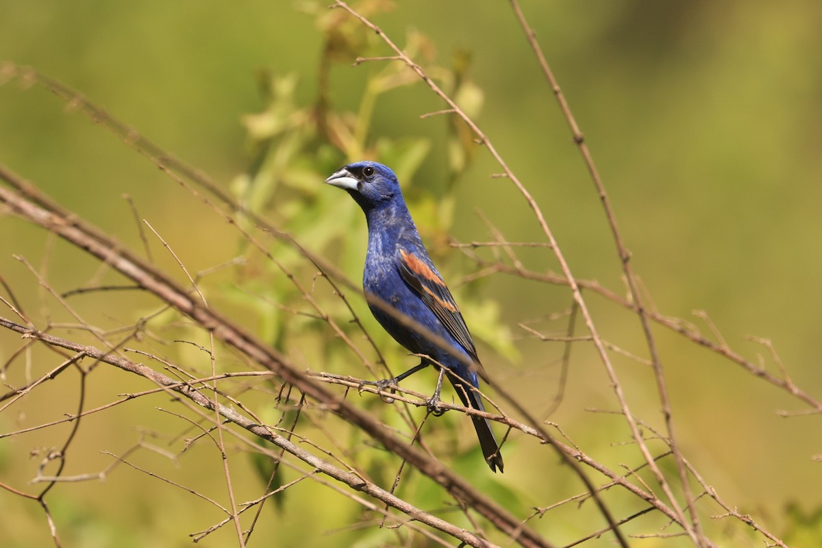 Blue Grosbeak - ML619206515