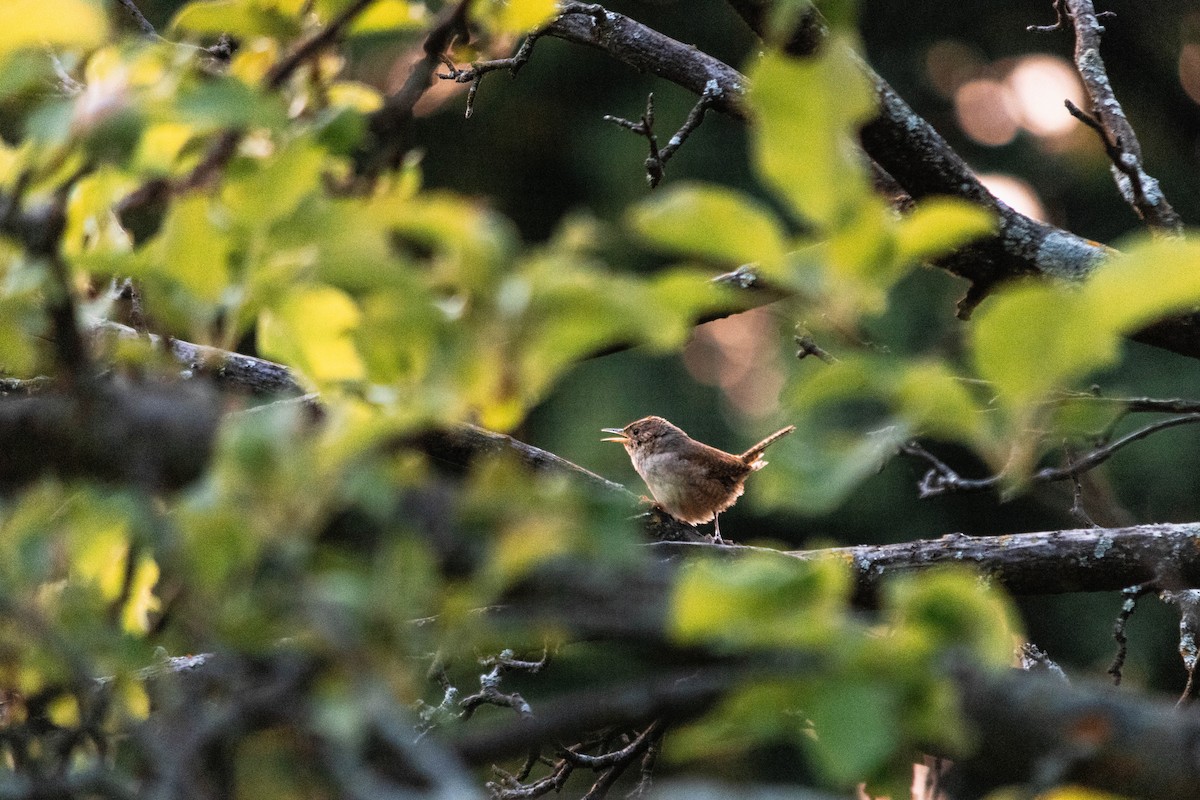 House Wren - Yifei Ma