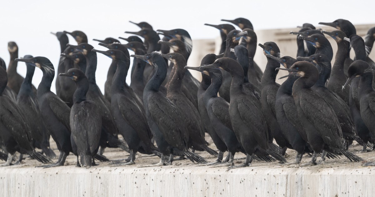 Brandt's Cormorant - Mark Rauzon