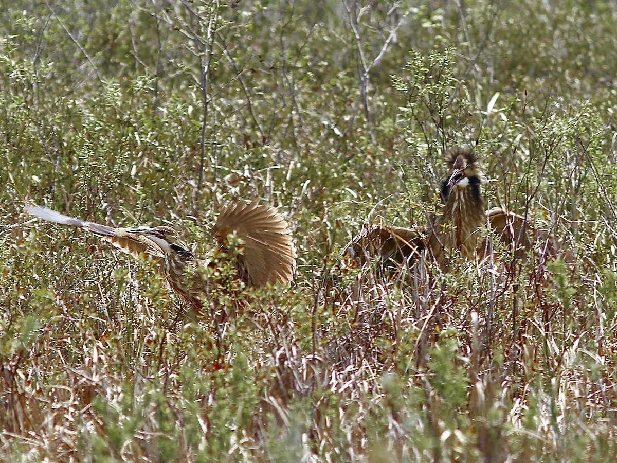 American Bittern - Ken McIlwrick