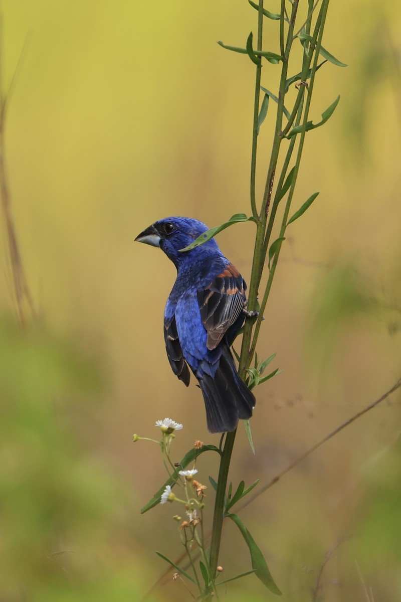 Blue Grosbeak - ML619206528