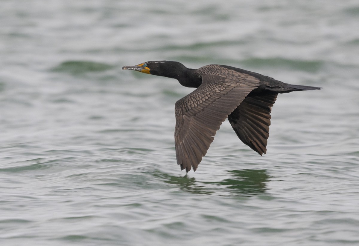 Double-crested Cormorant - Mark Rauzon