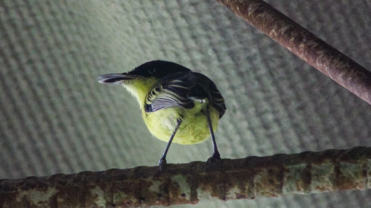 Common Tody-Flycatcher - Anonymous