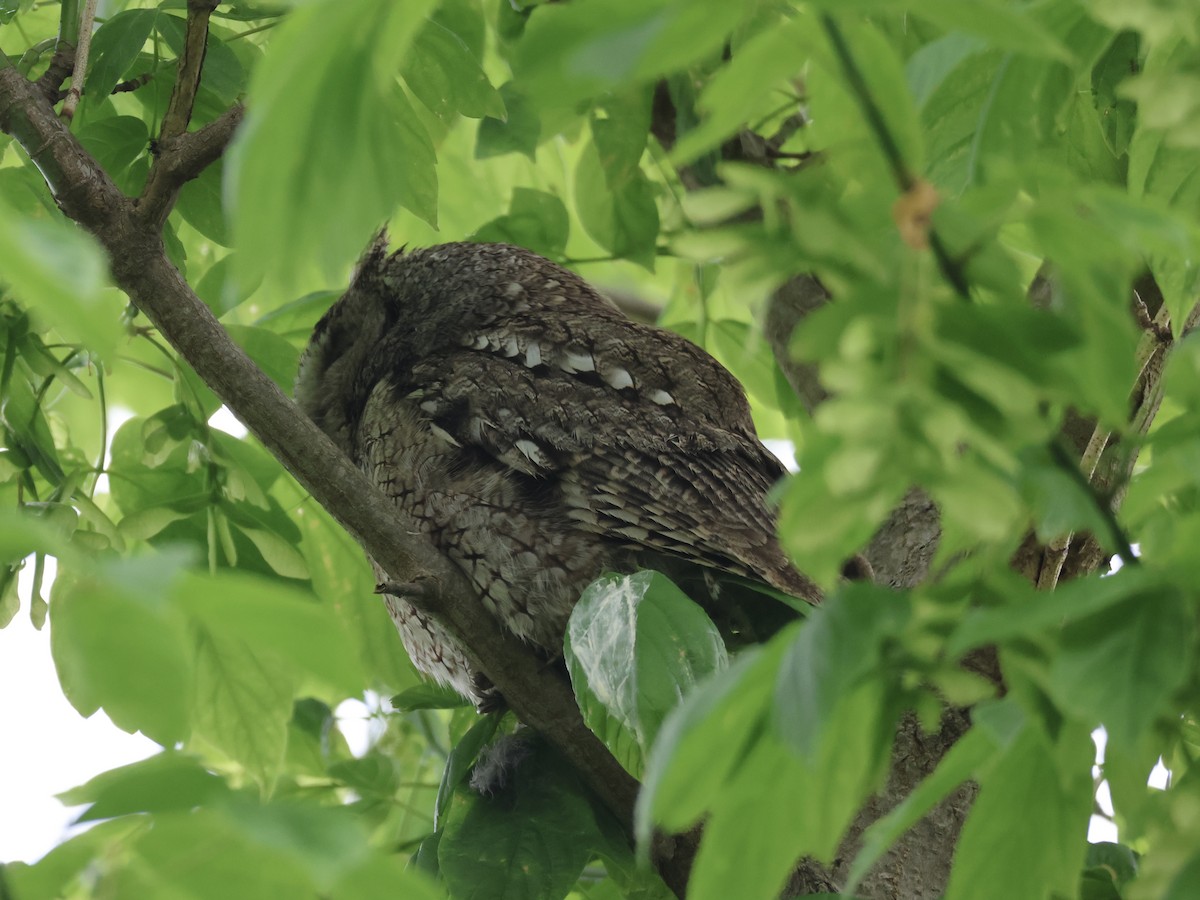 Eastern Screech-Owl - Joanne Morrissey