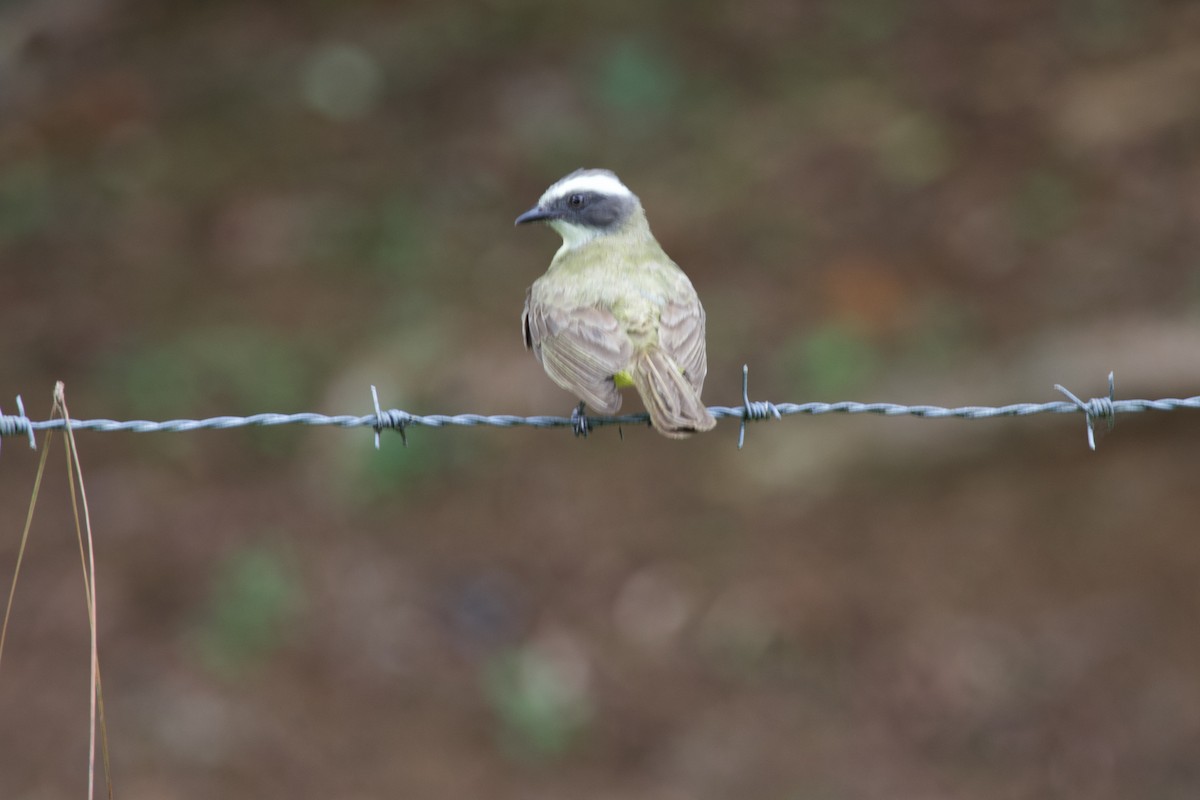 Social Flycatcher - allie bluestein