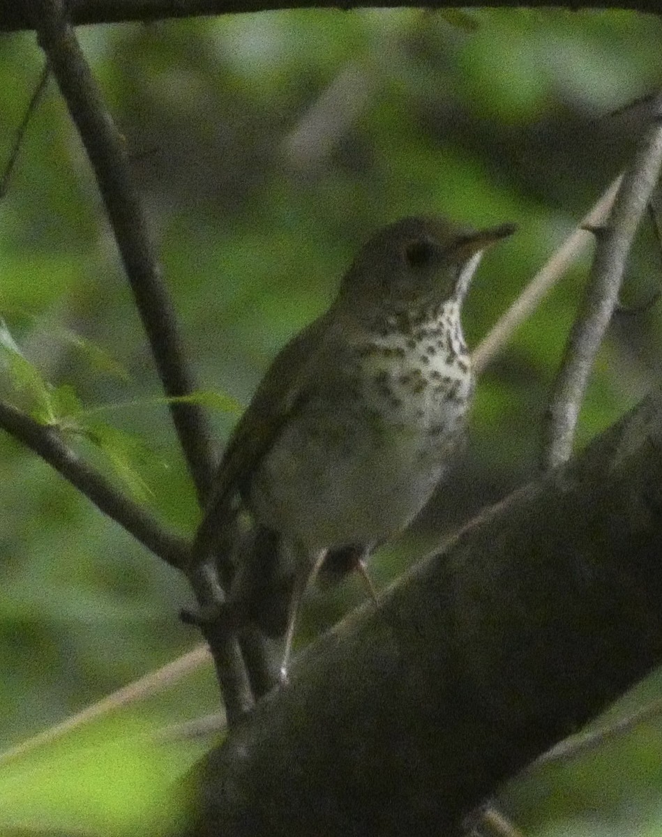 Gray-cheeked/Bicknell's Thrush - Abigail Hellman