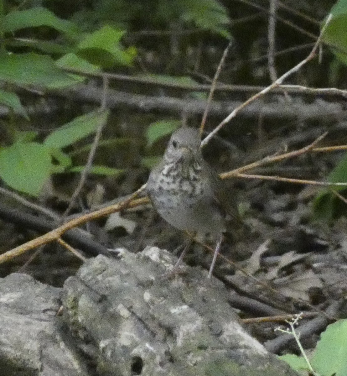 Gray-cheeked/Bicknell's Thrush - Abigail Hellman