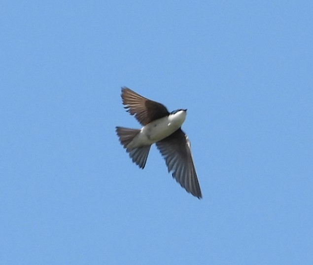 Tree Swallow - Debbie Segal