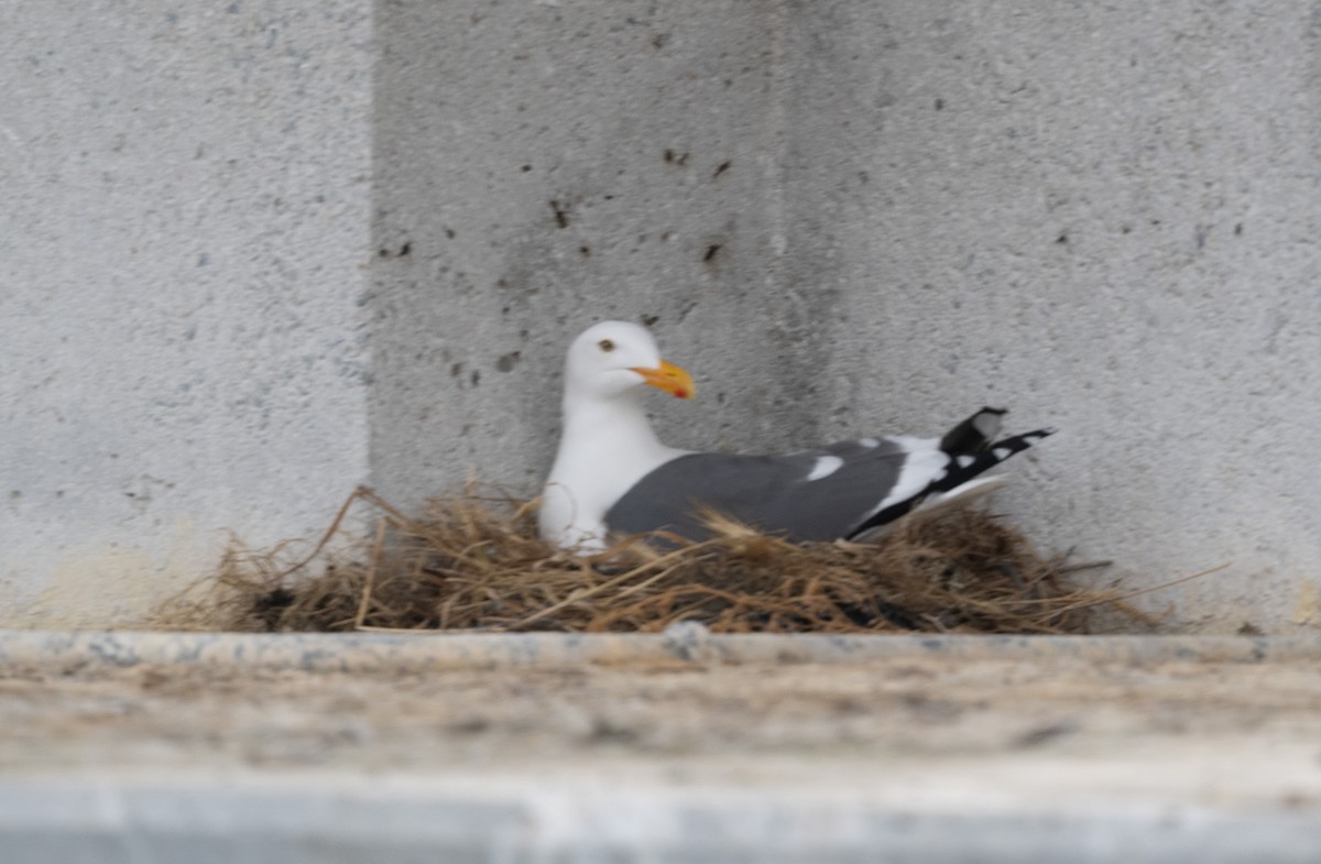 Western Gull - Mark Rauzon