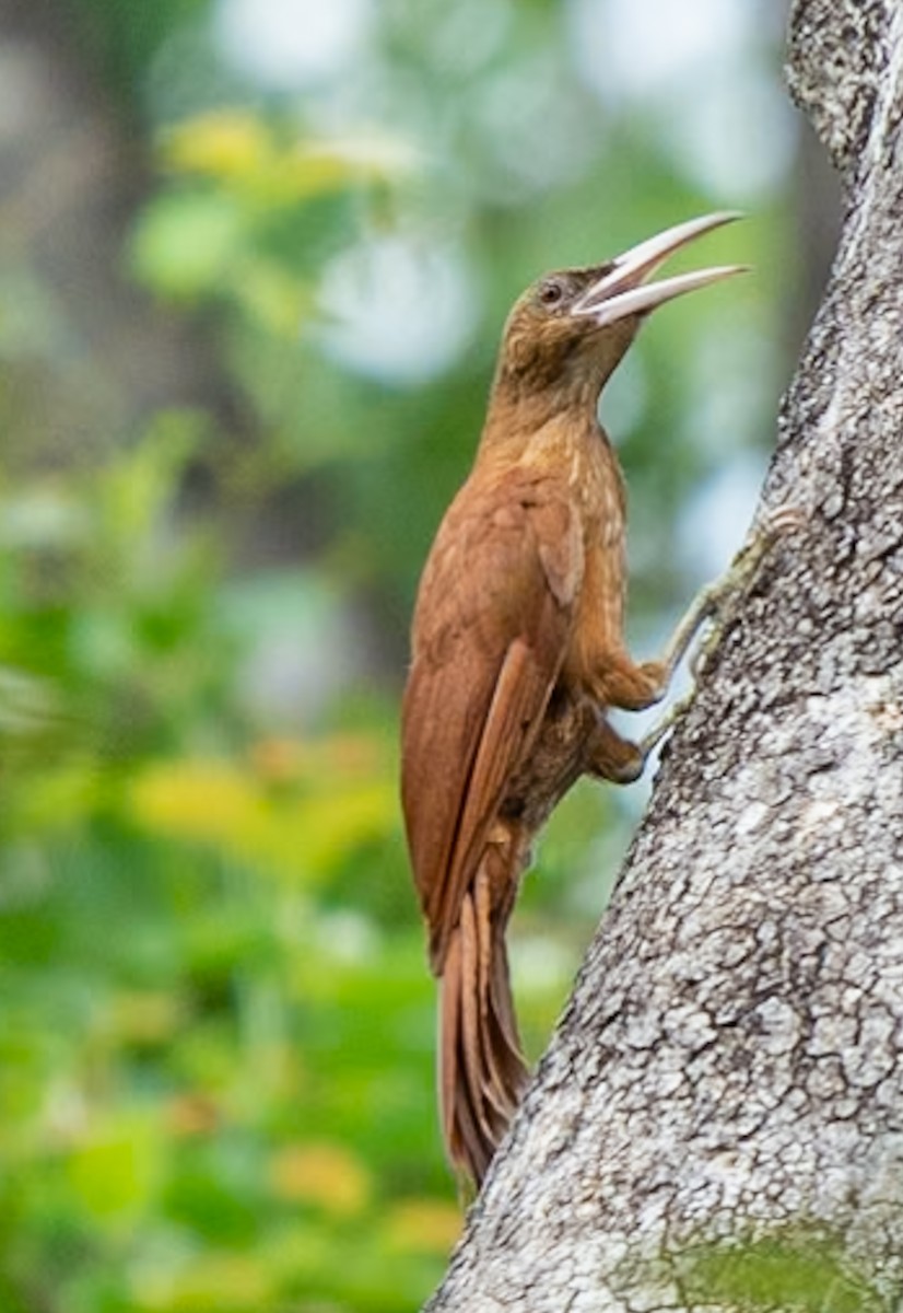 Great Rufous Woodcreeper - Marcus Müller