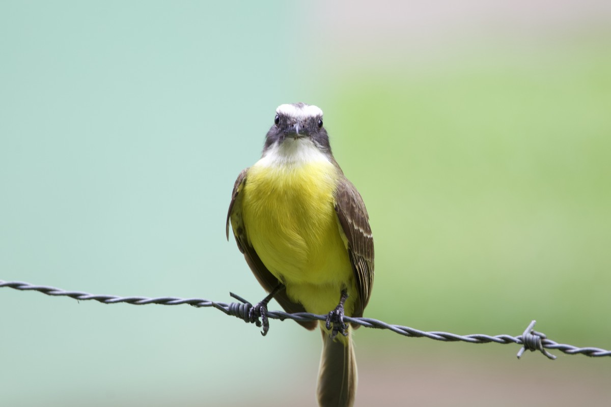 Social Flycatcher - allie bluestein