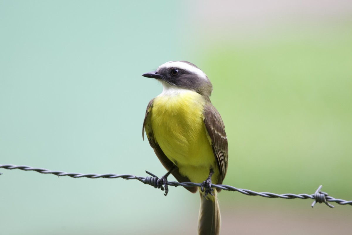 Social Flycatcher - allie bluestein