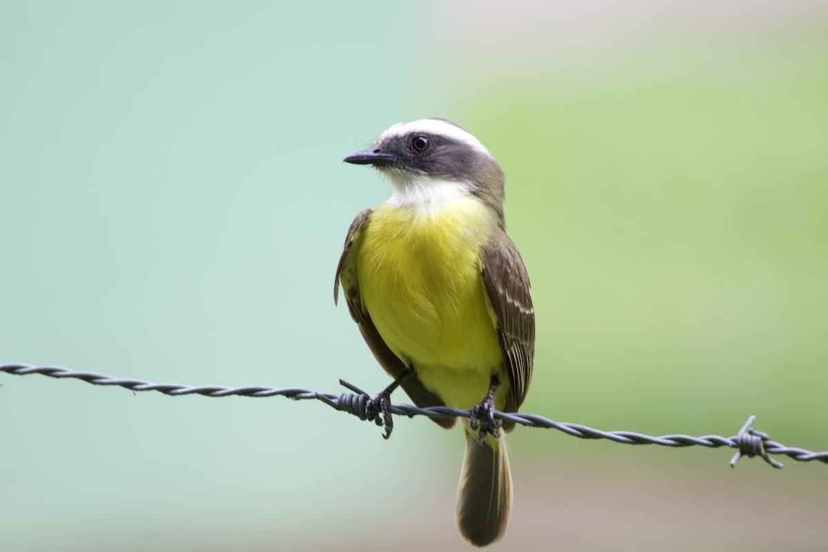 Social Flycatcher - allie bluestein