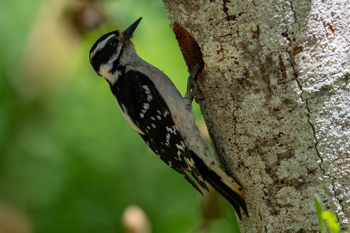 woodpecker sp. - Melani King