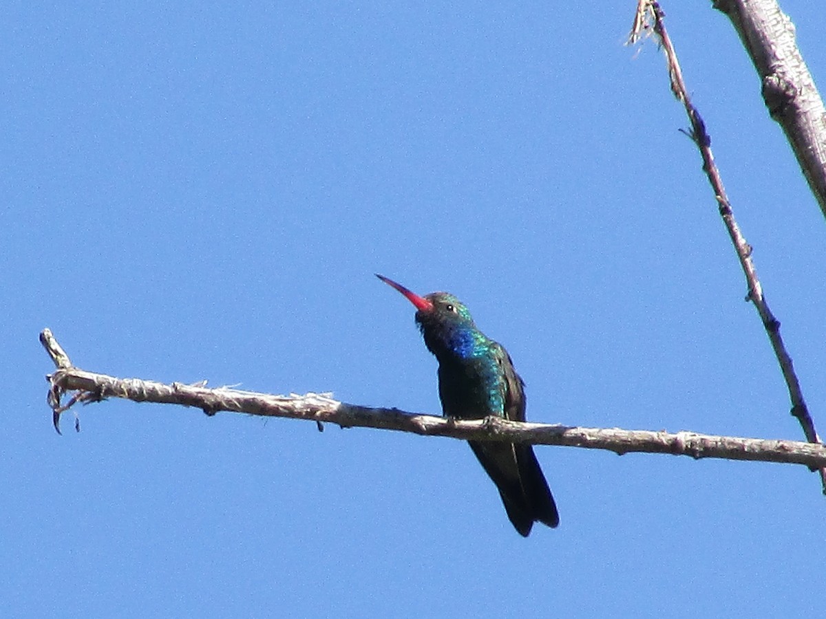 Broad-billed Hummingbird - Felice  Lyons