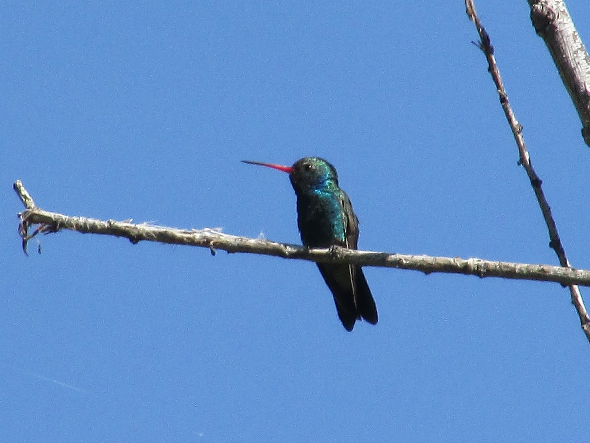 Broad-billed Hummingbird - Felice  Lyons