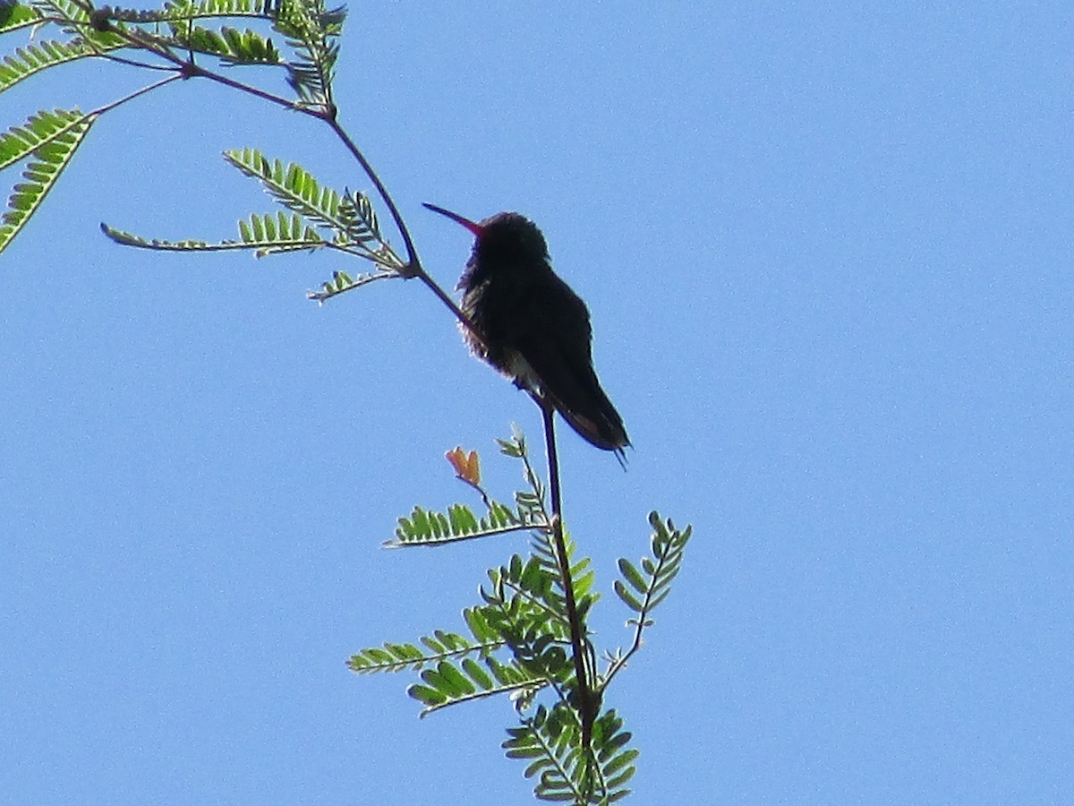 Broad-billed Hummingbird - Felice  Lyons