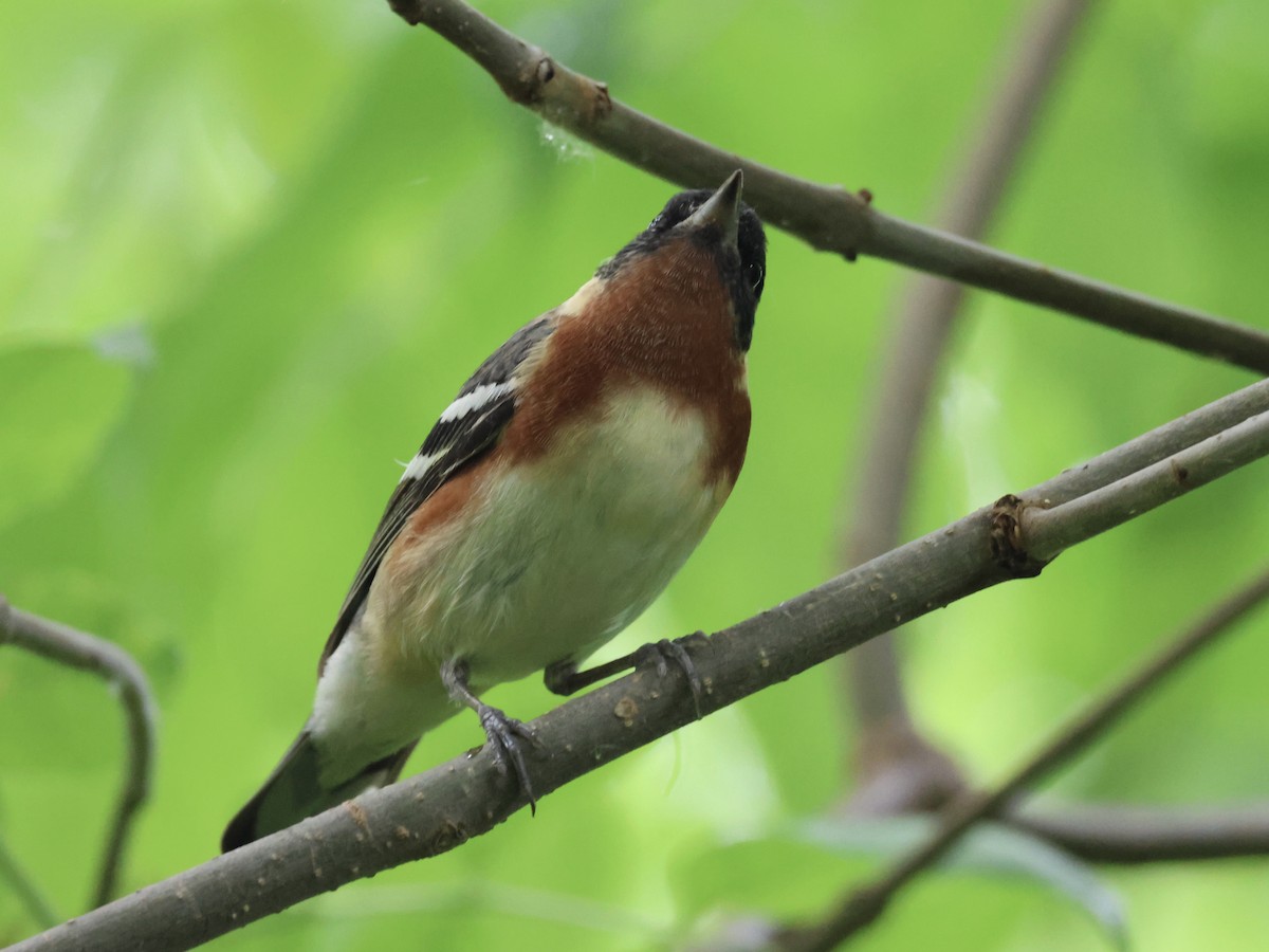 Bay-breasted Warbler - Joanne Morrissey