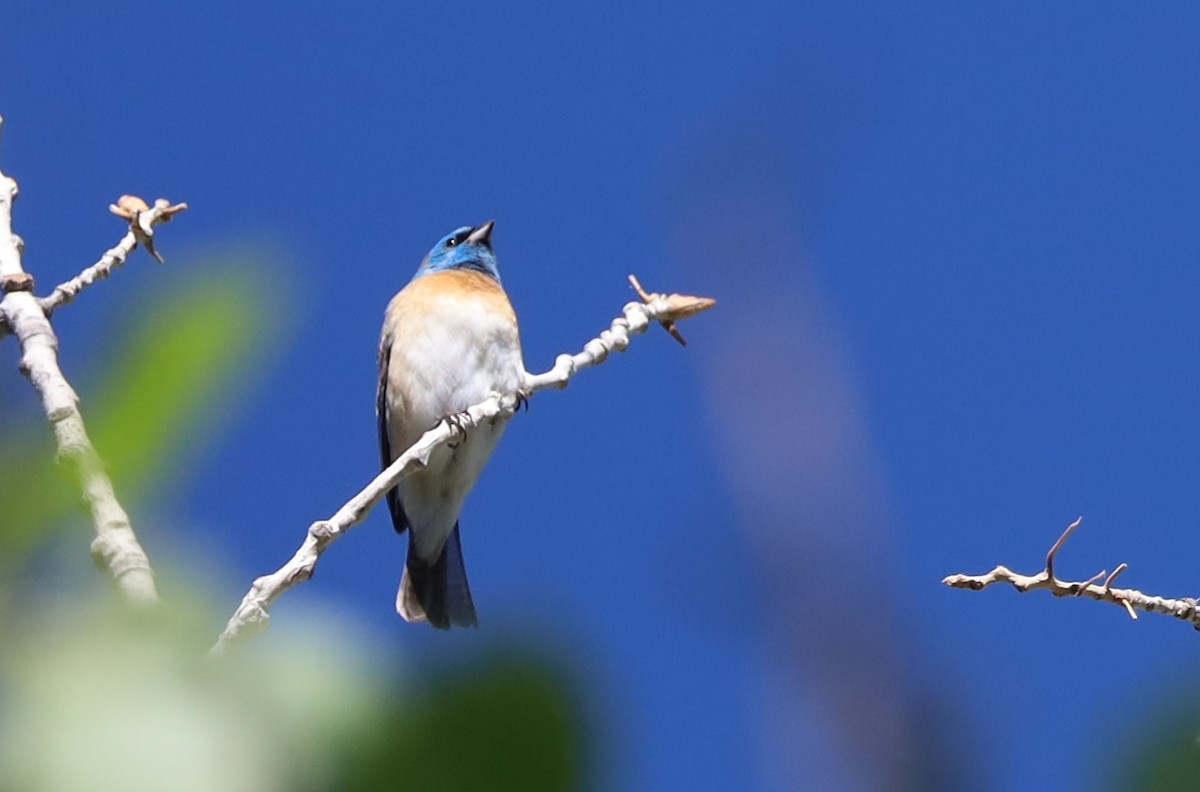 Lazuli Bunting - Lillian Derwelis