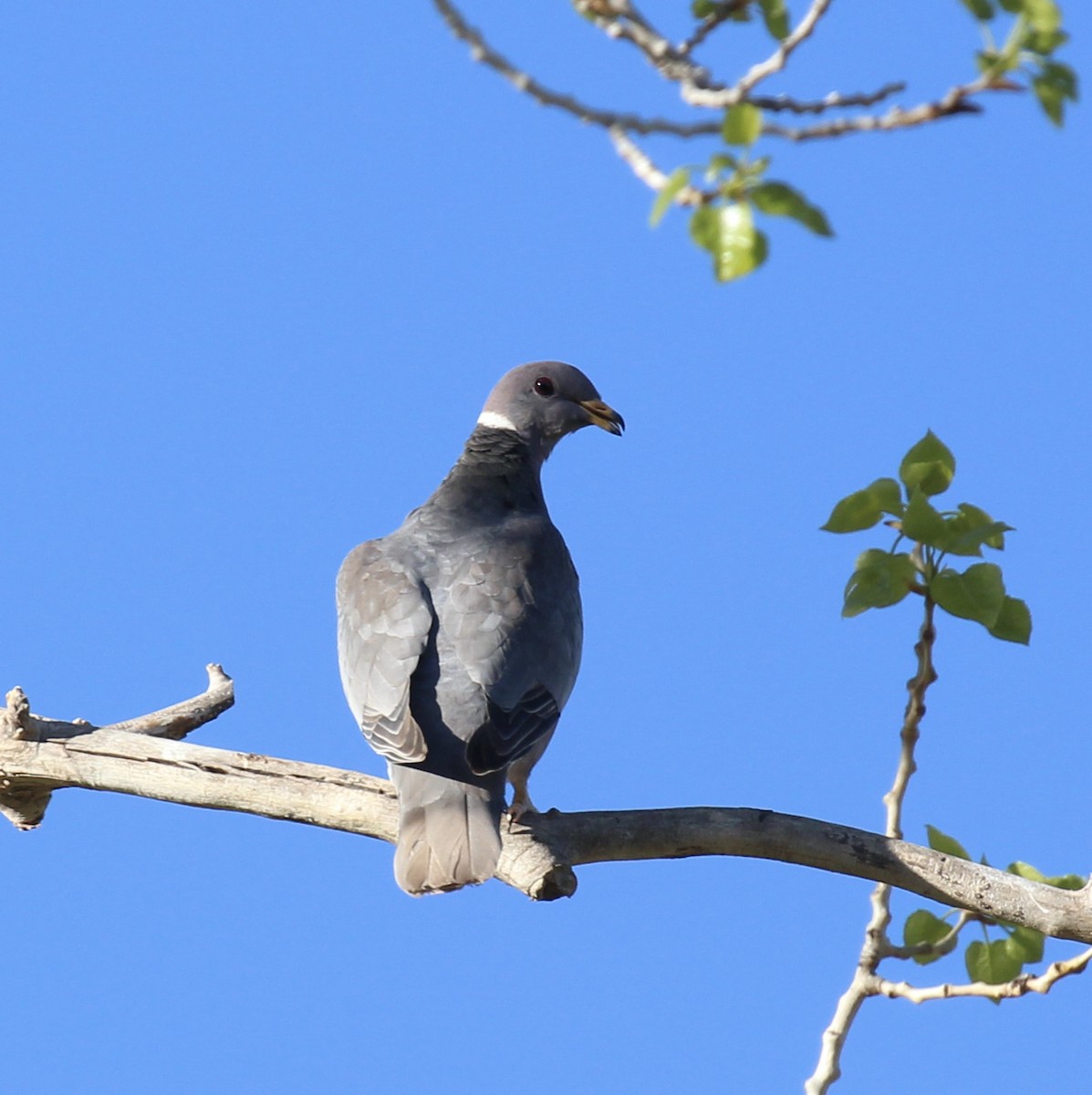 Band-tailed Pigeon - Toni McQuivey Taylor