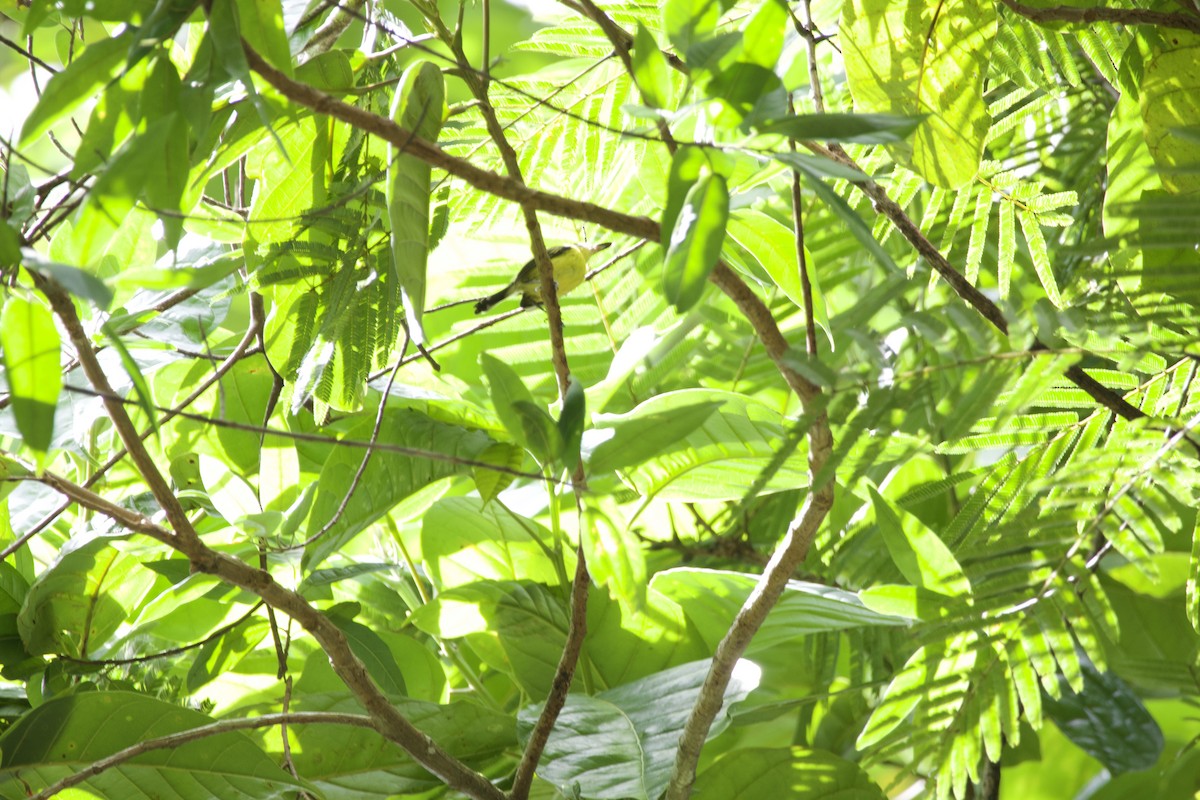 Common Tody-Flycatcher - allie bluestein