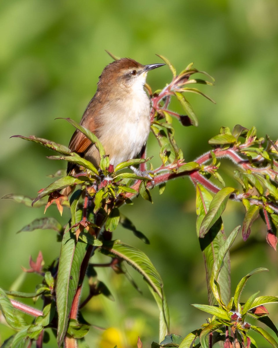 Yellow-chinned Spinetail - Katia Oliveira