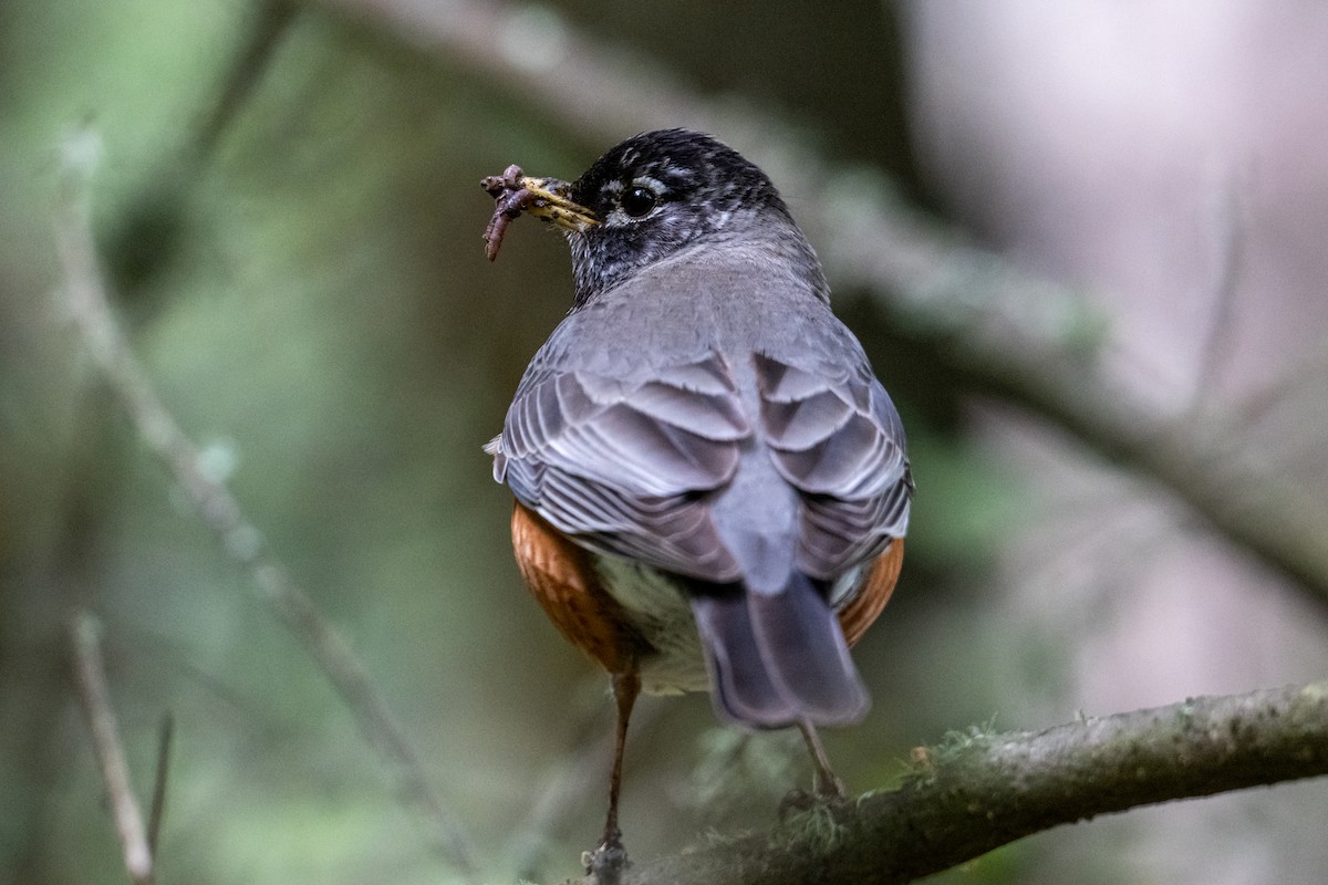 American Robin - Melani King