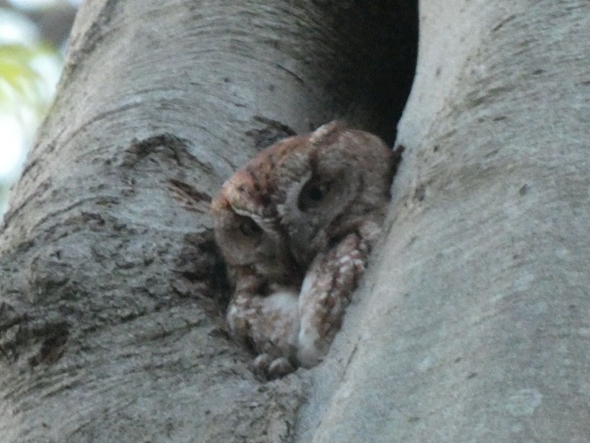 Eastern Screech-Owl - ML619206639