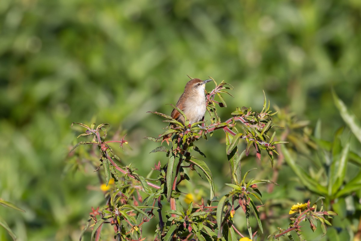 Yellow-chinned Spinetail - Katia Oliveira