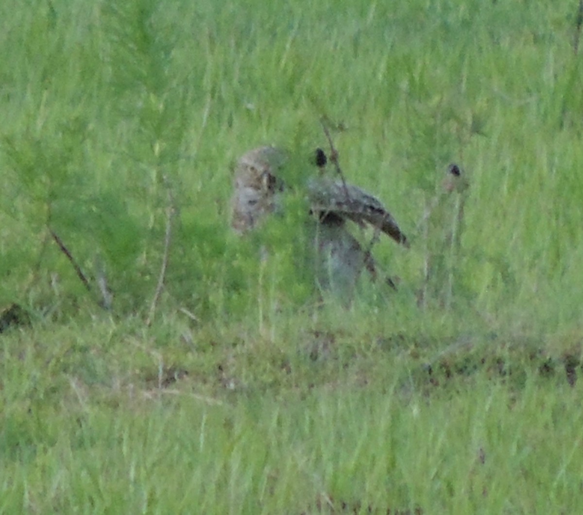 Burrowing Owl - alice horst
