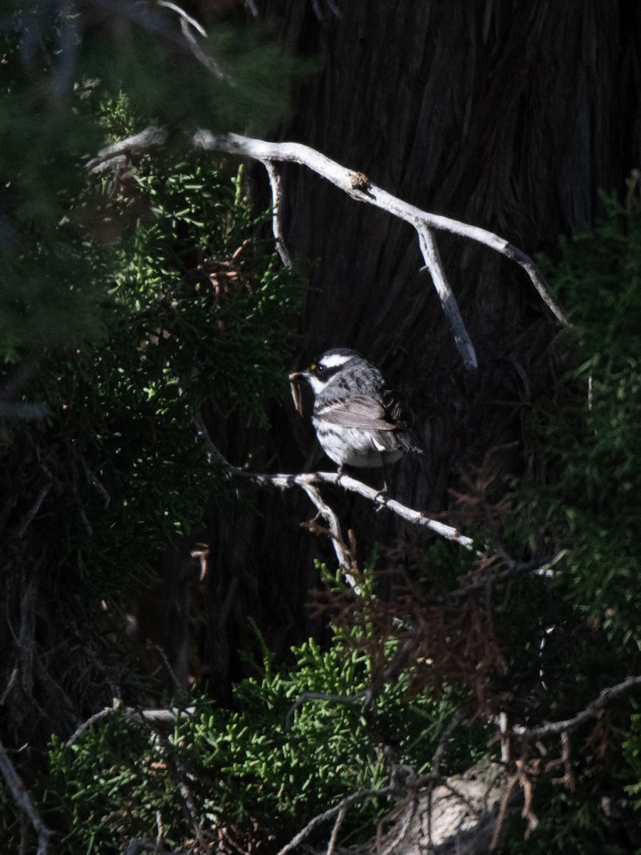 Black-throated Gray Warbler - Esther Sumner