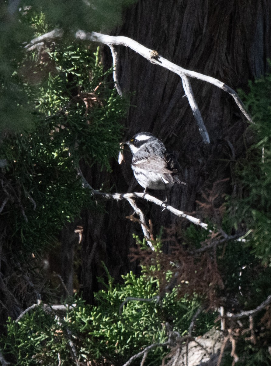 Black-throated Gray Warbler - Esther Sumner