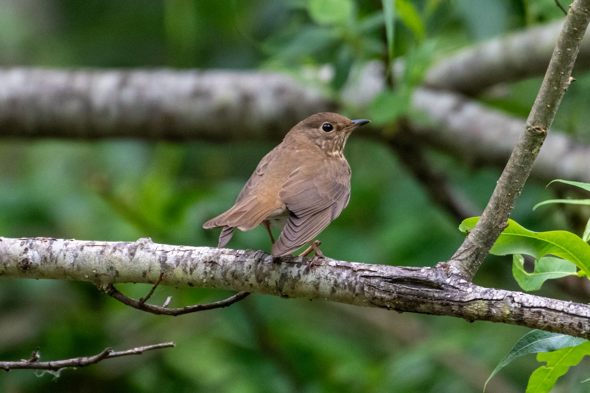 Swainson's Thrush - Melani King