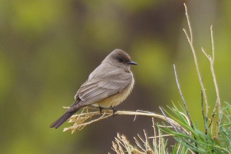 Say's Phoebe - Conor Tompkins