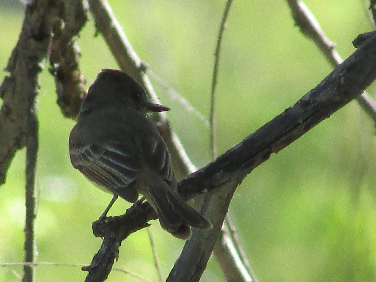 Brown-crested Flycatcher - Felice  Lyons