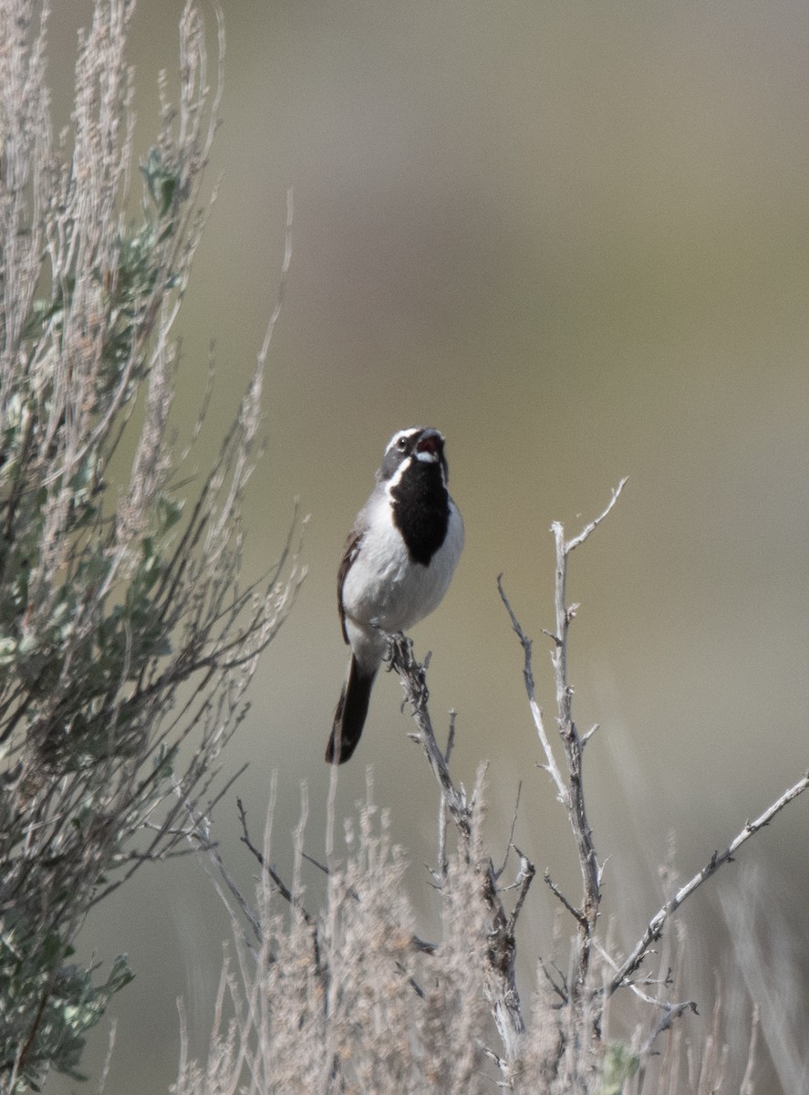 Black-throated Sparrow - Esther Sumner