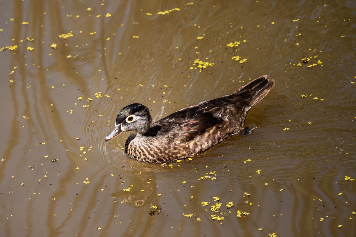 Wood Duck - Yifei Ma