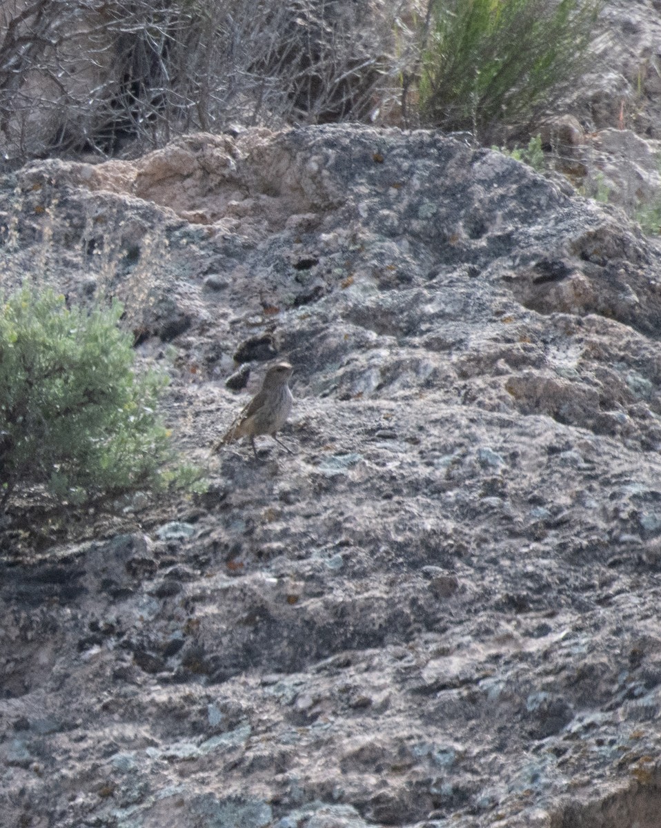 Rock Wren - Esther Sumner