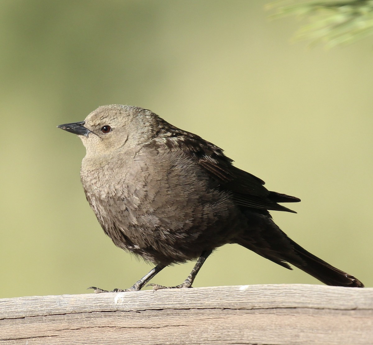 Brewer's Blackbird - ML619206716