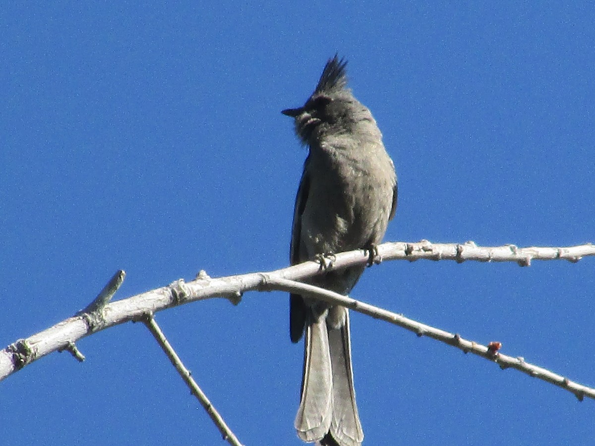 Phainopepla - Felice  Lyons