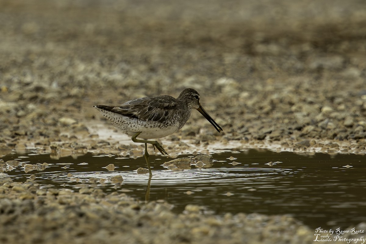 Short-billed Dowitcher - ML619206729