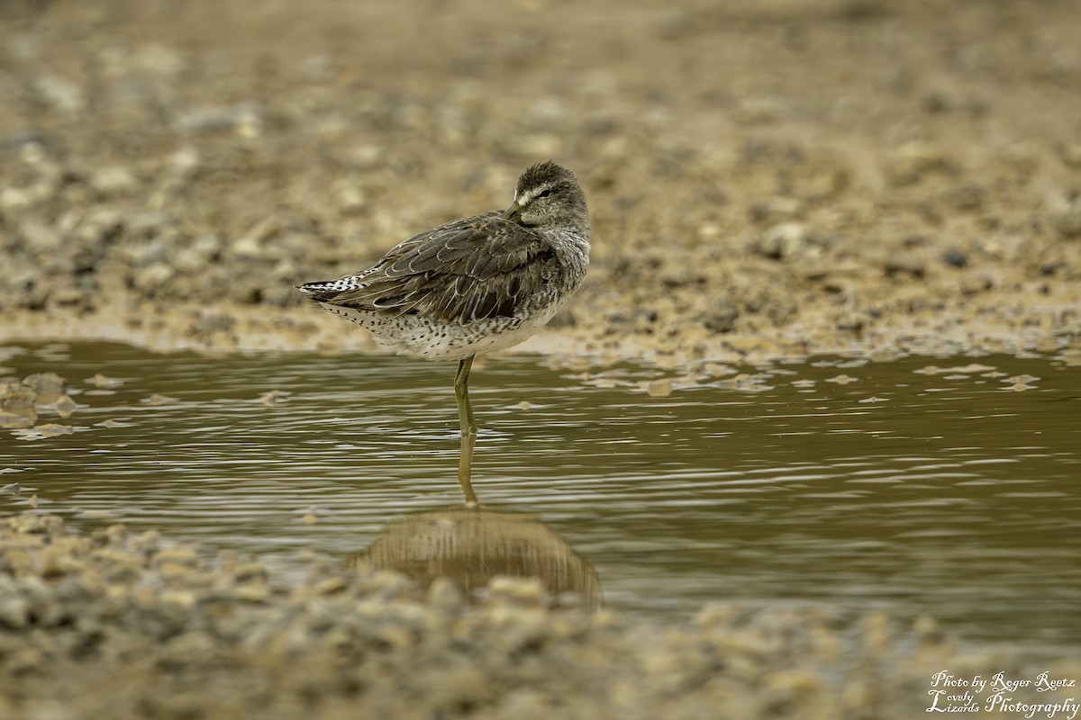 Short-billed Dowitcher - ML619206730