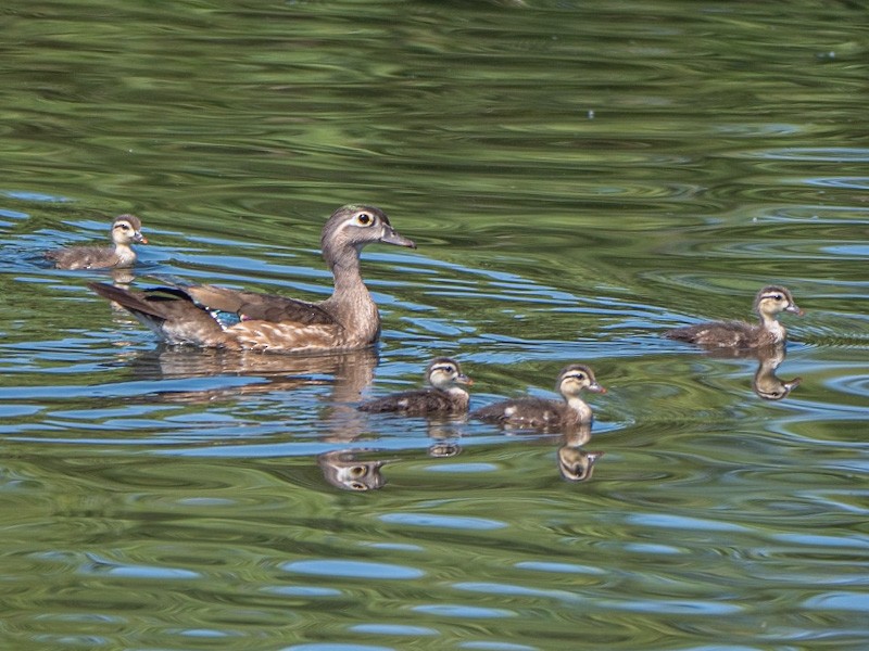 Wood Duck - ML619206732