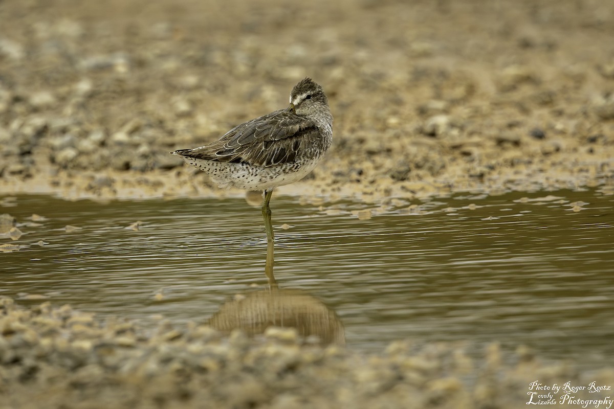 Short-billed Dowitcher - ML619206746