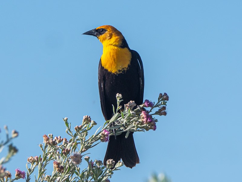 Yellow-headed Blackbird - Kurt Buzard