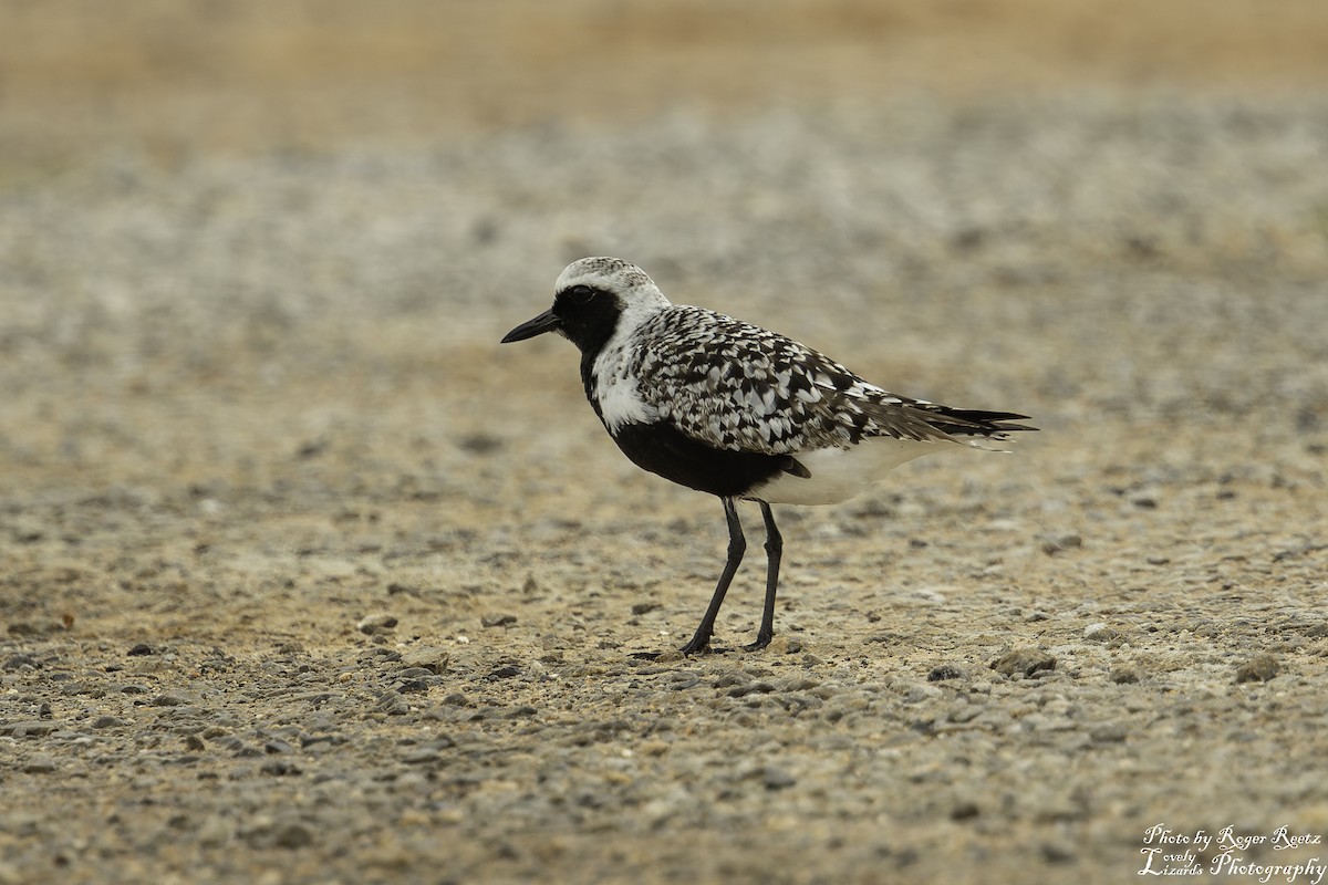 Black-bellied Plover - ML619206755