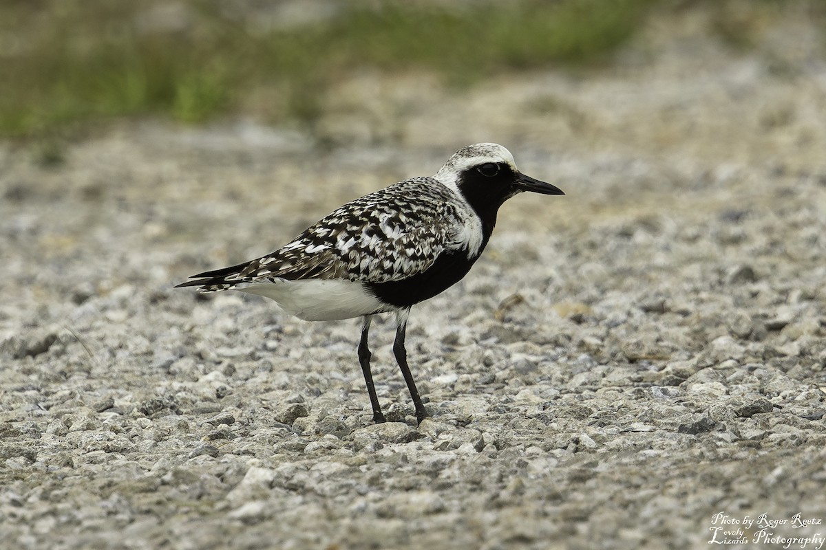 Black-bellied Plover - ML619206757