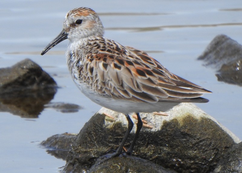 Western Sandpiper - Andy Frank