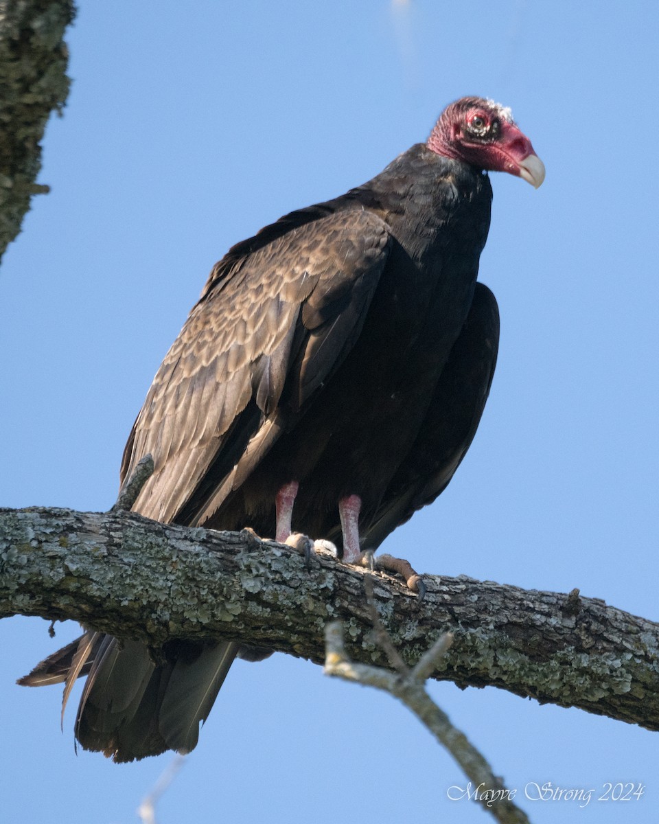 Turkey Vulture - Mayve Strong